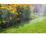 Полив мелкодисперсным орошением позволяет бережно поливать капризные растения, не повреждая их.